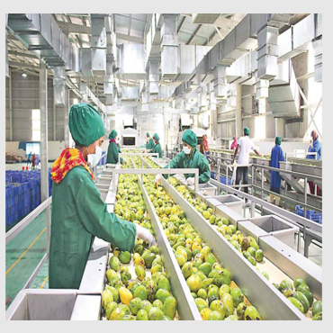 mango-pulping-line